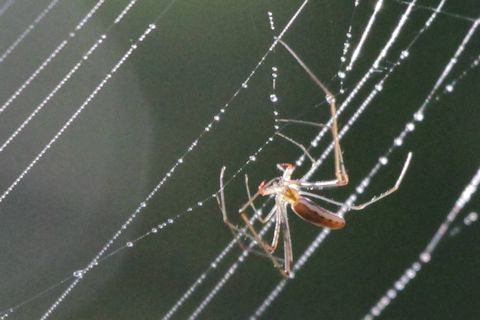 Long-jawed Spider (zc) (Tetragnatha sp)